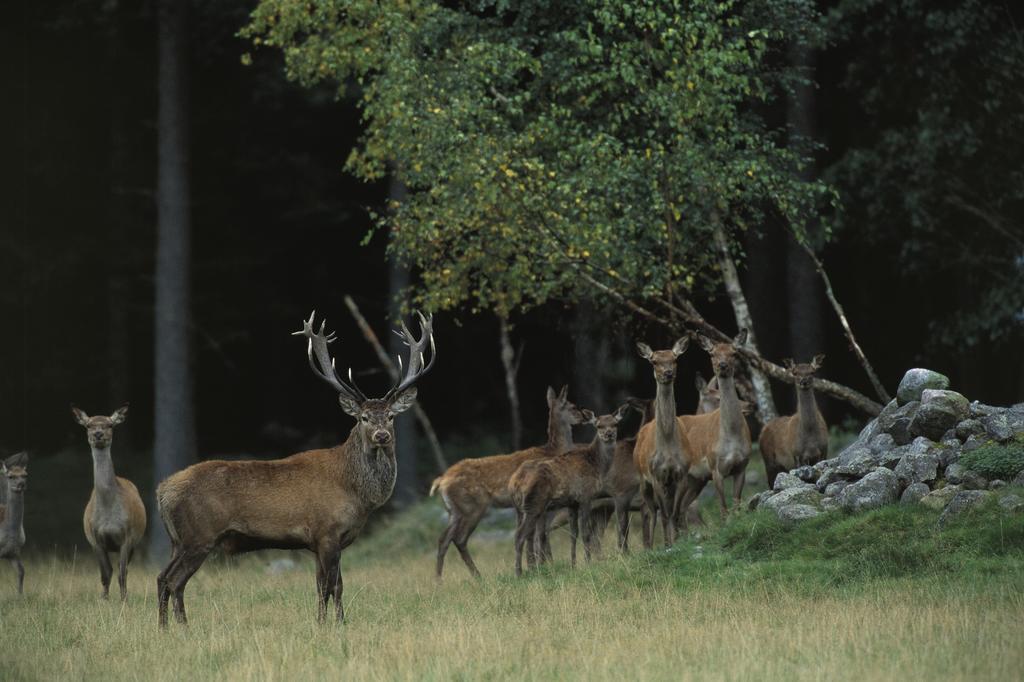 Kuskahusen Vandrarhem Andrarum-Brosarp Экстерьер фото